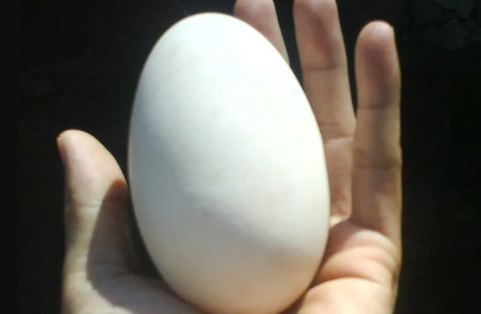 Cara Membuat Pagar Gaib dari Telur Angsa