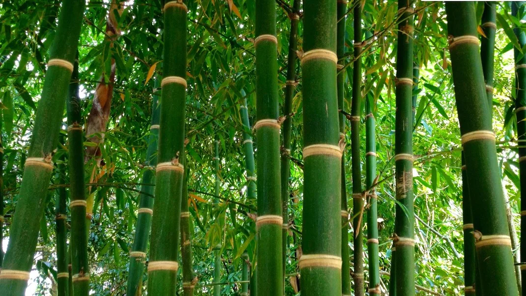 Ciri dan Tuah Ghaib Bambu Tumpang Sari Asli