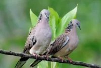 Mitos Tuah Ghaib Burung Derkuku Kuk 2 dan Kuk 3