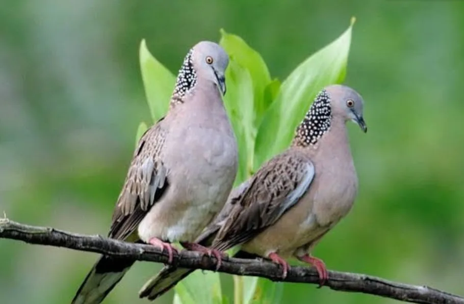 Mitos Tuah Ghaib Burung Derkuku Kuk 2 dan Kuk 3