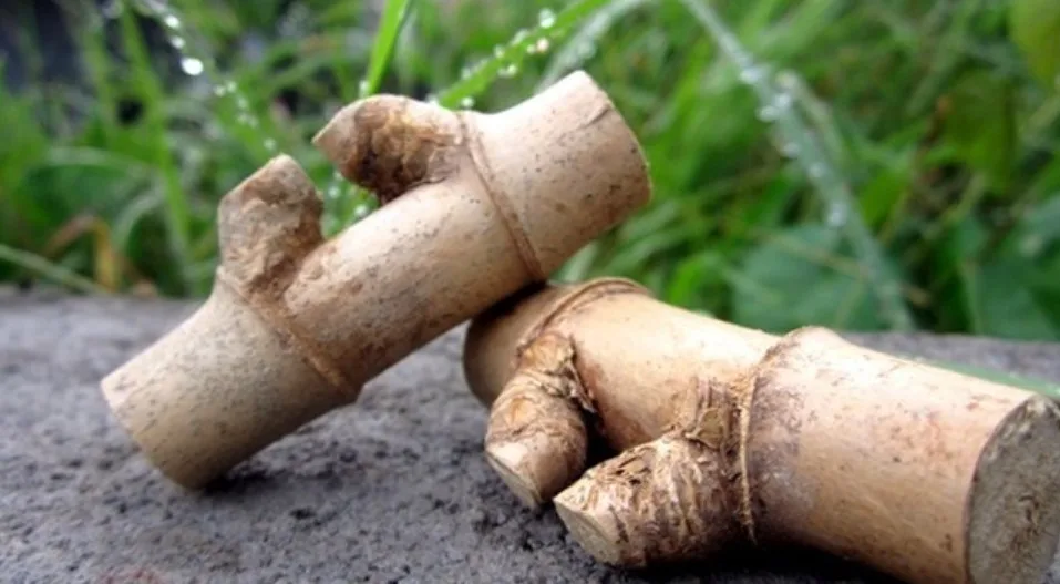 Cara Menggunakan Bambu Buntet 